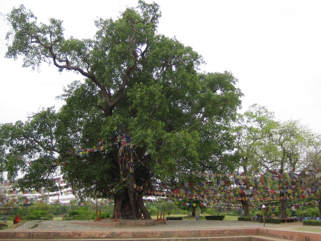 マヤ御母堂がお手をお掛けになって、ブッダをお産みになった菩提樹・・・ということにしておこう。<br /><br />もう何回こうしてここを訪れたことか。<br />この木の下に、森山さんが母上のお写真を埋めた。<br />そして平川さんがお父上の遺髪を埋めた。<br />ちょっと聞くといい話だが、平川さんのは、爆笑の前ふりつき。それはまたいづれ。