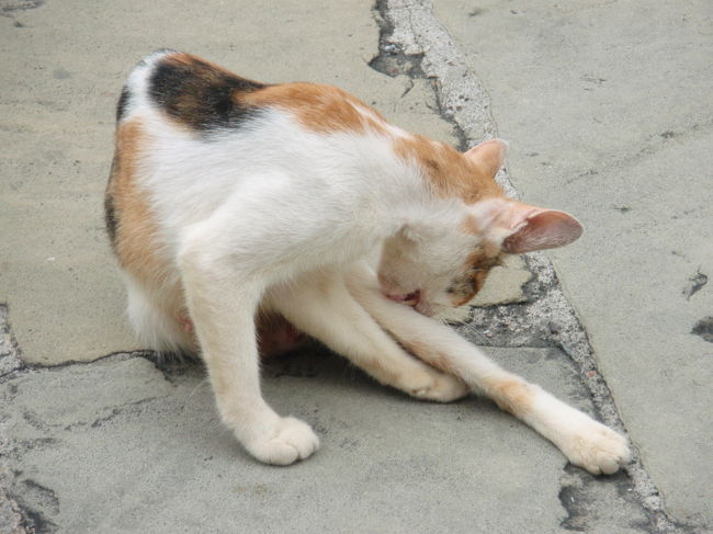 グラバー園近くにいたのらちゃん。<br /><br />ちょっとやせすぎ。。