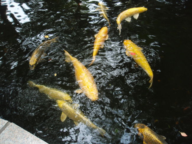 池にたくさんの鯉がいて近づくと寄ってきます。<br /><br />何もあげないと解散します。