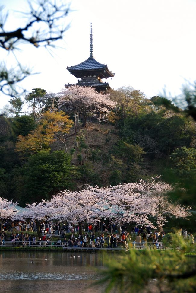 夜桜を見に 横浜 三渓園』本牧・根岸・磯子(神奈川県)の旅行記 夜桜を見に 横浜 三渓園』本牧・根岸・磯子(神奈川県)の旅行記