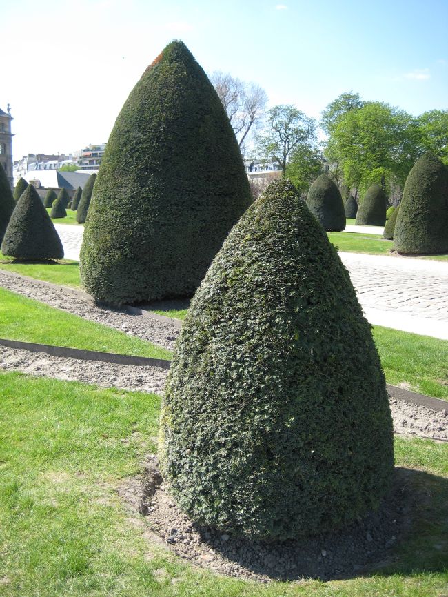 アンヴァリッドの庭の木。<br />う〜ん、不思議な剪定。