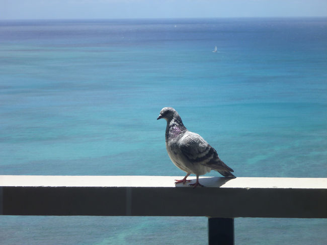 絶景にテンションが上がるワタクシ達夫婦を鳩三郎君（仮称）がお出迎え。