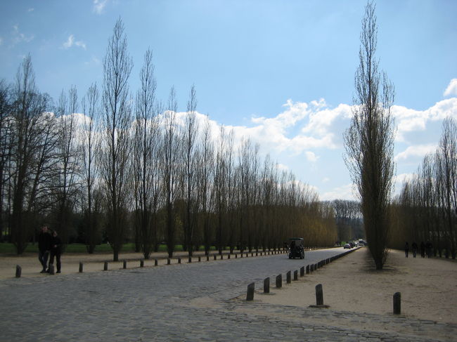 また歩いて宮殿に戻ります。<br /><br />途中に見事なポプラ並木が！