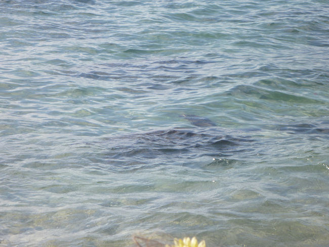 一通り食べた後、ノースショア行きの目的の一つであるラニアケアビーチへ移動。このビーチ、ウミガメ（現地の言葉でホヌ）が甲羅干しに来ることが有名なところらしく、ホヌとの邂逅を楽しみにしていたのですが・・・着くのが遅かった（この時すでに16時30分近く）。既にホヌは海中へと帰っていき、海面に影が映るのみ。もう少し早く来ていれば・・・残念でした。