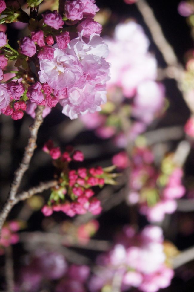 浜離宮恩賜庭園 八重桜のライトアップ 汐留 東京 の旅行記 ブログ By Hhbさん フォートラベル 浜離宮恩賜庭園 八重桜のライトアップ 汐留 東京 の旅行記 ブログ By Hhbさん フォートラベル