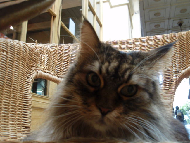 看板猫。<br />とってもお利口さんです。<br /><br />なでなでしても<br />じーっとその場に佇んでる。