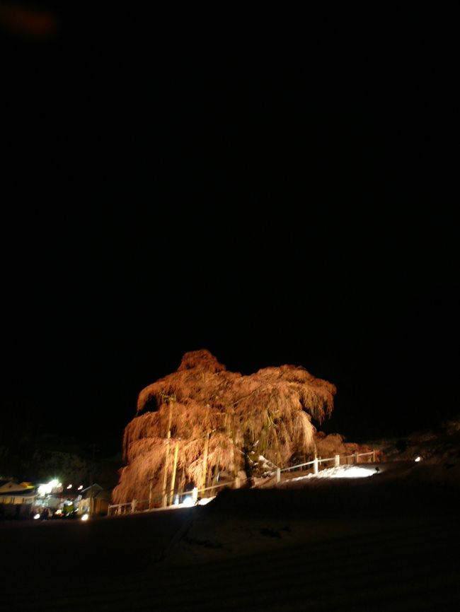 気温の低い日が続いた為例年より咲くのが遅れてこの日は２〜３分咲きでしたがとても綺麗でした。