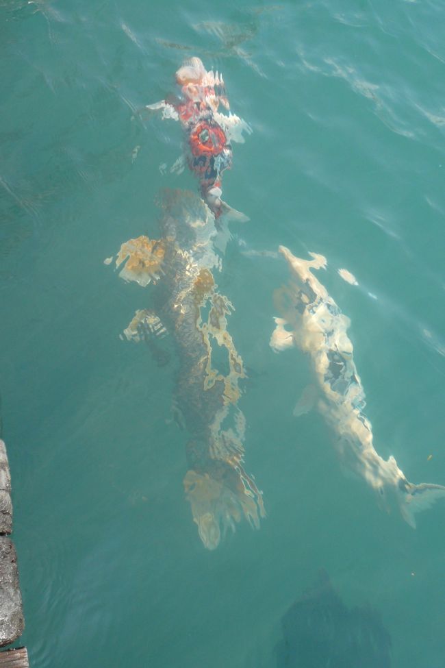 大きな鯉。<br /><br />今年から餌やりは禁止のようで子供連れの方は残念がってました。