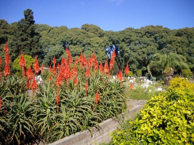 アロエの花が綺麗でした。