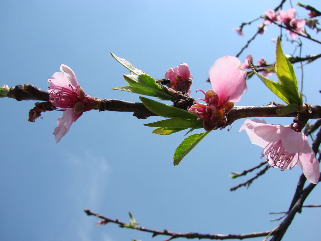 梅の花が咲いている、桜はもうとっくに散っていた。<br />ヒマラヤ桜の開花は１−２月頃だ。