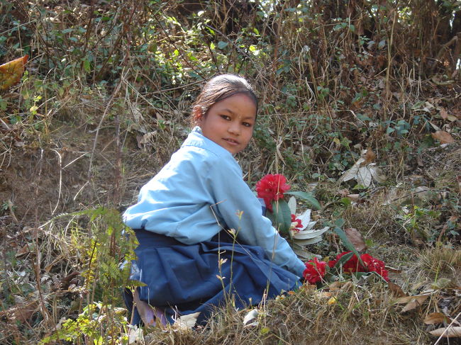 学校帰りの子供達が木に登って赤い花を採っていた、花をどうするのかと訊いたら食べるのだと教えてくれた。<br />そういえば小さい時につつじの花びらを食べた記憶が・・・。