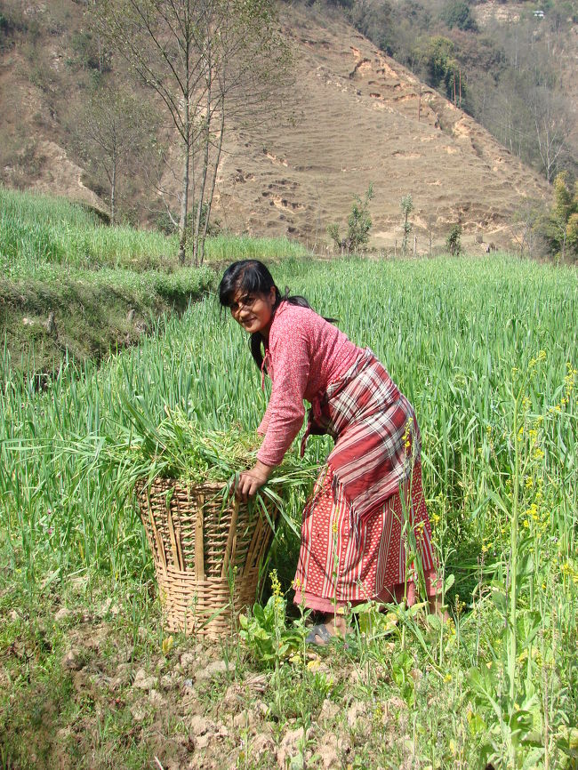 下の畑では小母さん達が水牛の餌を刈り取っていた。