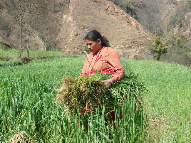 下の畑では小母さん達が水牛の餌を刈り取っていた。