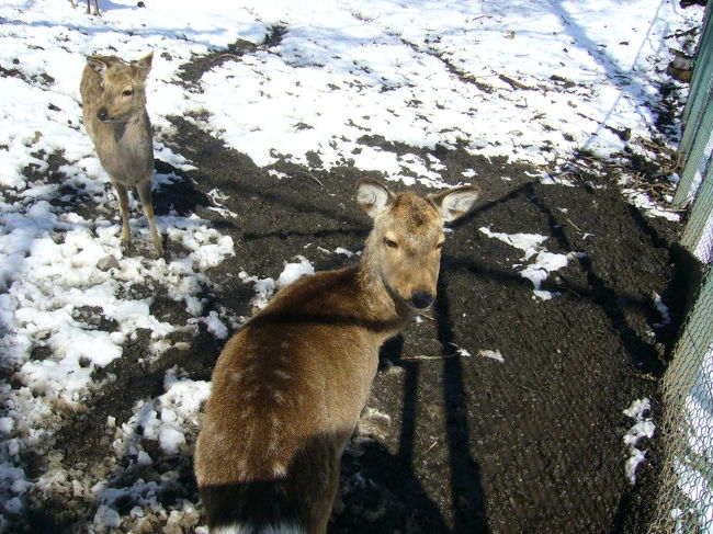 何故か鹿君。動かないんだなぁ。