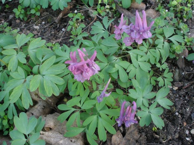 足元の花を撮っていると後ろで不意に男の人の声！<br /><br />立って振り向くと、はじめて見る手ぶらの若い男の人で、手招きしている<br />写真でも撮ってあげようかと言っているのかと思ってニコッと笑った瞬間、彼がポケットから何やらシルバーのものを取り出したのです。<br />二つ折りになったそのシルバーのものを伸ばしたら、それは、なんとナイフ！！<br />そして、「マネー！マネー！」と言うのです。<br />ここで初めて、ナイフを突きつけられてお金を要求されているんだとわかった私！<br />なんとおバカで警戒心が全くなくなっていたことでしょう！<br />とっさにどうしていいかわからず、お金なんてさっきお土産を買ってほとんどないよ！と頭の中はグルグル状態・・・<br />やっと出た言葉が日本語で「イヤー！」<br /><br />このままナイフをこっちに向けられるのか、そうなったらどうしよう、と思ったとたん、その男はナイフを折りたたんで「ノープロブレム！」を繰り返し、後ずさりを始めたのです。<br />おまけに、「どうぞどうぞお通りください」見たいな手の動き<br />私って何かしたっけ？ただ「イヤー」と数回言っただけなんだけど・・・<br />「は〜？」案外、気弱なやつだったようで、「ノープロブレム」を繰り返し、道を引き返し始めました。<br />そして、下っていこうとしている・・・<br /><br />いったい、ナンだったのか、頭の中は真っ白け状態で、ドキドキがおさまらず、とにかく、人がたくさん居る声が聞こえてくる方を目指して走りました。<br /><br /><br />