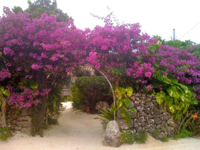ブーゲンビリアの入り口がきれいな民宿「泉屋」に到着。船に乗る前に電話をしたら宿の方が港まで車で迎えに来てくれました。