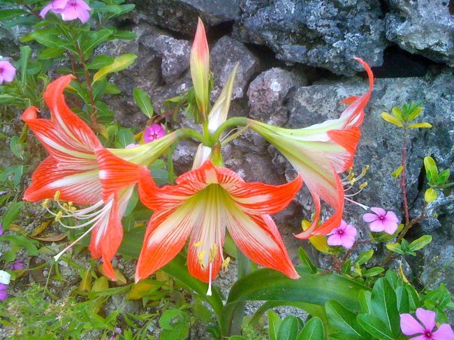 ユリの一種でしょうか、色があざやか。