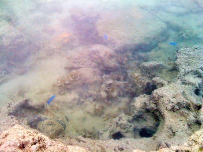 青い小さなお魚。ルリイロスズメダイ？