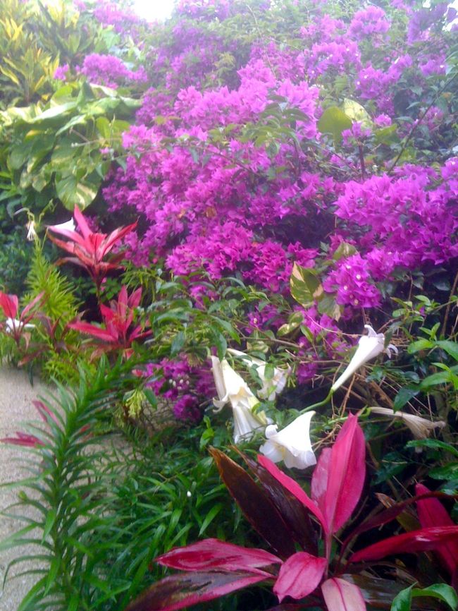 お部屋の縁側のお庭、朝から白い砂地のお庭をほうきで掃く音が、なんとなく癒される感じ。