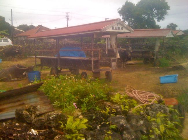 広場には出番を待つたくさんの水牛がいます。昔はこれでいろんなモノを運んだのでしょうね〜。