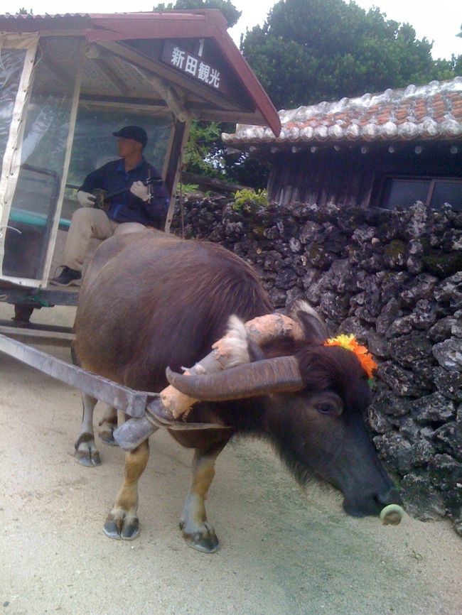 ５歳は人間なら１５歳くらいで、道を覚えているそうです。彼女のペースでゆっくりまわります。ときどき止まって落とし物をします。<br /><br />モ〜とは鳴かないって知りませんでした。クッ、クッかな〜。牛ってみんなモ〜と鳴くと思っていました。<br /><br />お兄さんが竹富島の説明や三線をひいてを沖縄民謡をうたってくれます。