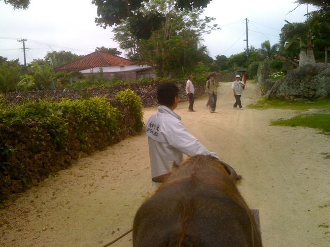 はい、はい、お馬が通るじゃなくてお牛が通るよ、どいて、どいて、、、