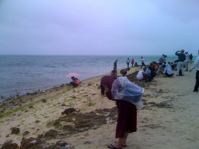 観光客がなんか、みんな必死で下を見て何か探している。友人も探す。