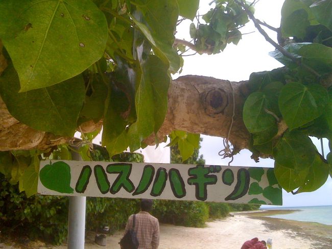 ハスノハギリ？南国特有の植物や実がまわりにあります。