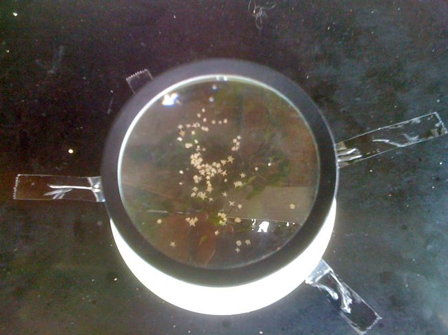 星砂の見本が虫メガネの中に入れられていました。砂浜で見つけるのは大変そうです。そんなにすぐには見つかりません。売店で友人は星砂のいっぱい入った小ビン、私は娘にキーホルダーを買いました。各２００円也。