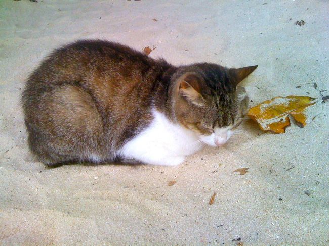 猫ちゃんものんびり、、、人間は何を騒いでいるのだニャ〜〜？