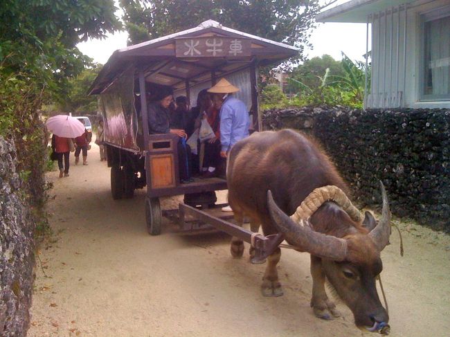 また、水牛車ともすれ違ったり、、、