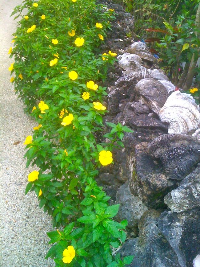 石垣沿いの黄色いお花に目を奪われたり、、、