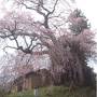 2010満開の三春滝桜 そして桜三昧 後半