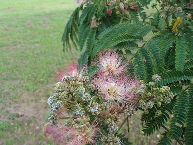 ねむの木の花がさいていましたよ♪<br />
