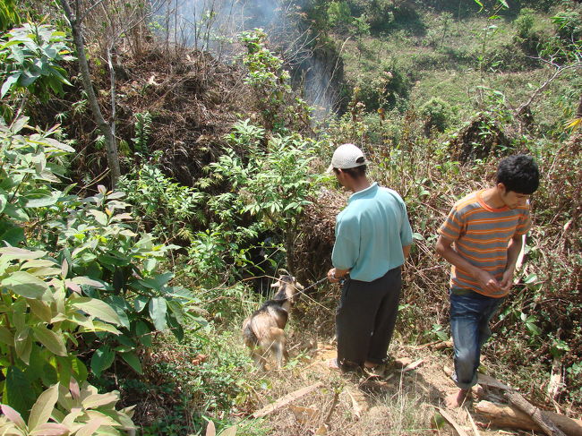 ここからは急な傾斜で木の枝に掴まらないと下りられない。