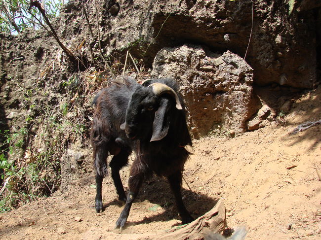 その横では何も知らない生贄にされる山羊が繋がれている、この日は３頭の山羊が生贄にされた。