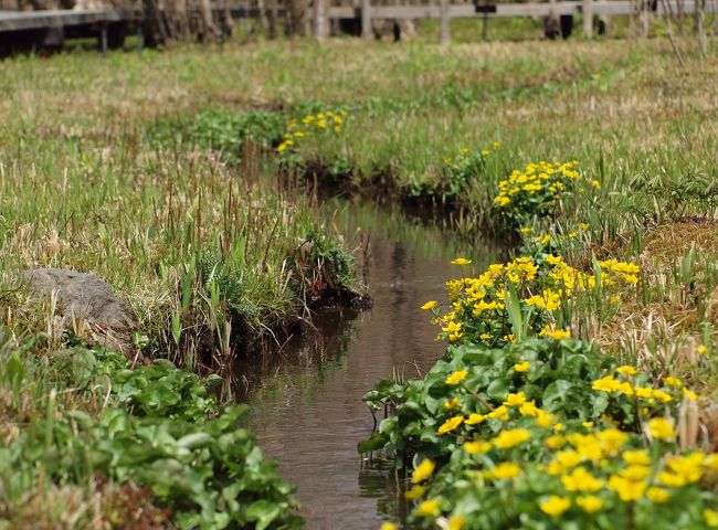 2010年4月 箱根湿生花園のミズバショウやマメザクラなどのお花と