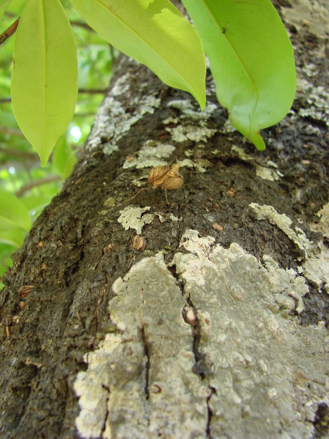 変な昆虫がいた。