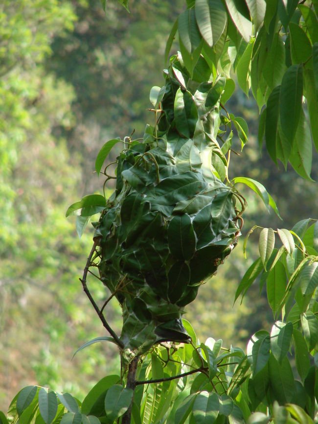 最初はなんの巣か判らなかったが村の人に訊いたら赤蟻の巣だと教えてくれた、タイやインドのオリッサ地方の村では赤蟻の卵は珍味としてマーケットで売っている。