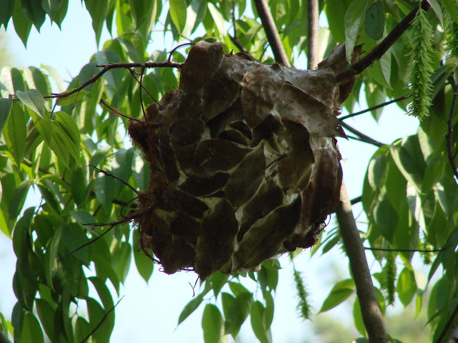 これは古い赤蟻の巣。