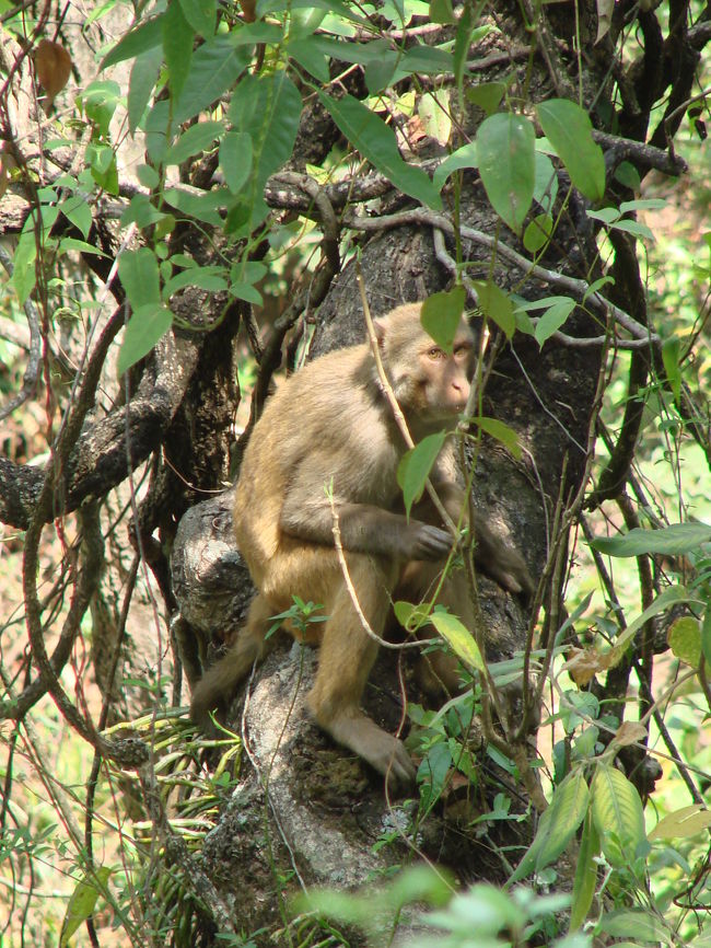 木陰に隠れる猿。
