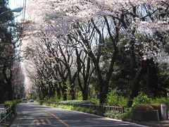 神代植物公園通りの桜並木。