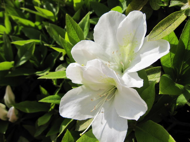 赤と白のツツジが綺麗に咲いていました。