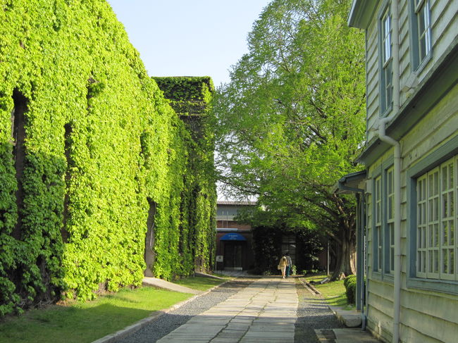 さらなるつたの壁。<br /><br />今の時期は緑が綺麗！