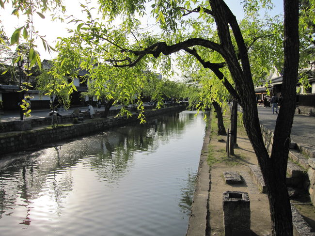 倉敷川沿いに柳がずら〜とありますが、<br /><br />ちょうど新芽が出て、綺麗。<br /><br />川と柳、風情があります。