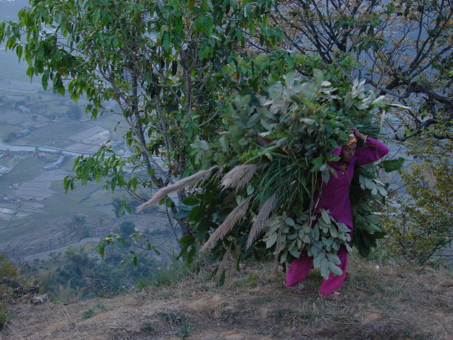 刈り取った水牛の飼葉を背負って帰る小母さん。