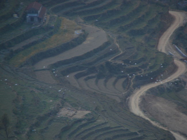 白い鳥の群れが棚だの上を舞っている。