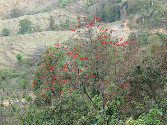 火炎樹に似た赤い花をつけた木が山のあちこちにある。
