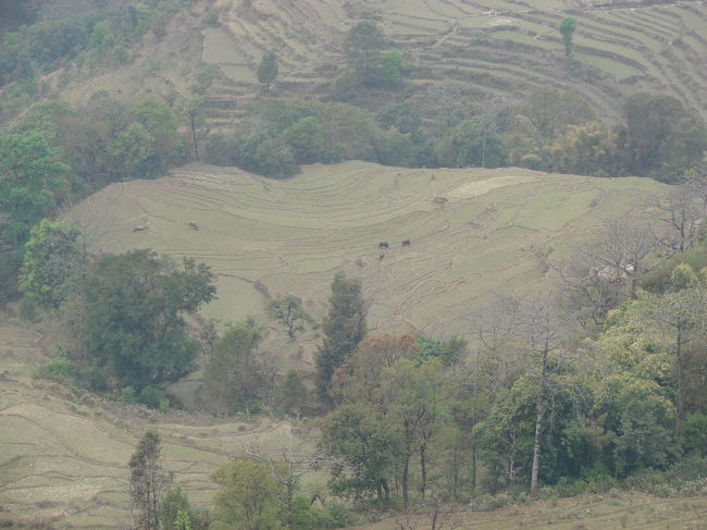 ギャルザティ村の棚田。