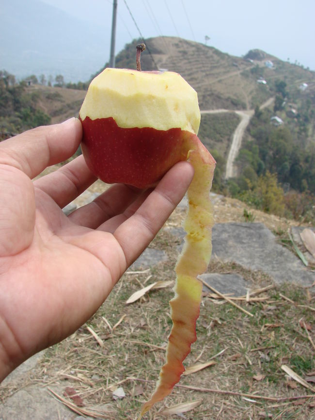 りんごを食べてもうひと頑張り。